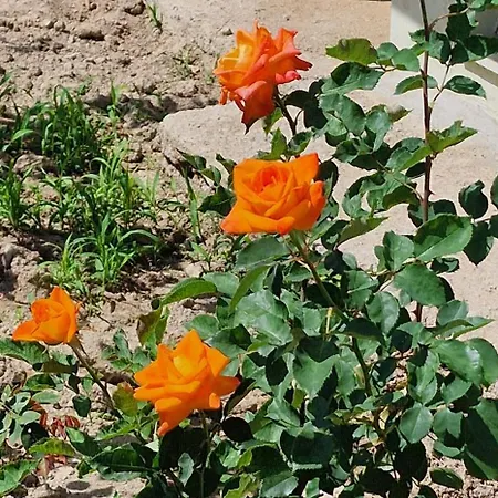 アパート Center Luxury Spacious A&m Ii *