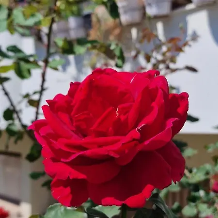 Center Luxury Spacious A&m Ii *