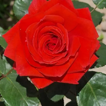 公寓 Center Luxury Spacious A&m Ii